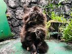 Persian Cat