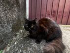 Persian Cat