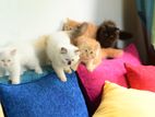 Persian Cats