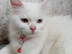 Persian Cat