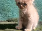 Persian Cat