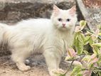 Persian cat