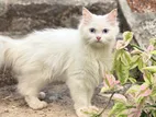 Persian cat