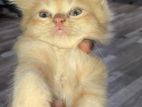 Persian Cat