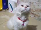 Persian Cat