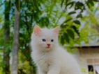 Persian Cat