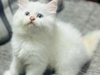Persian cat