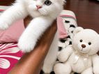 Persian Cat