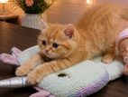 Persian Cat