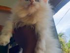 Persian cat
