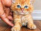 Persian Cat
