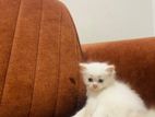 Persian Cat