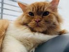 Persian Cat