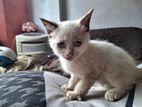 Persian cat for Sale in Wellampitiya