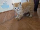 persian cat
