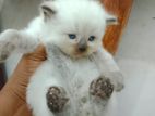 Himalayan Kitten