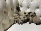 Persian Kittens