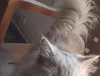 Persian Cat