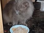 Persian Cat