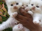 Persian Cats