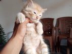 Persian Kitten