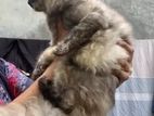 Persian Cat