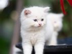 Persian Cat