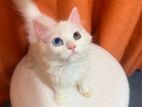 Persian Cat