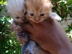 Persian Cat