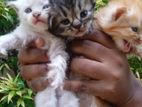 Persian Cat