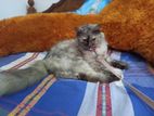 persian cat