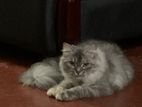 Persian Female Cat