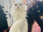 Persian Cat