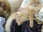 Persian Cat