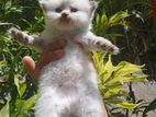 Persian Cat