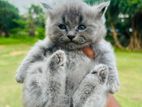 persian cat