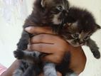 Persian Kittens