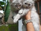 Persian Cat