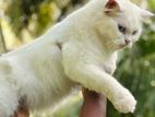Persian Cat