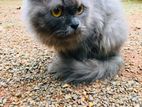 Persian Cat