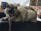 Persian Cat