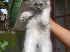 Persian cat