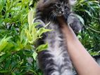 Persian cat
