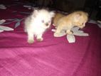 Persian cat