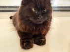Persian Cat