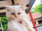 Persian Cat