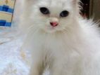 Persian Cat