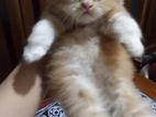 Persian Kitten