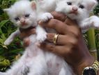 Persian cat