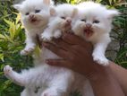 Persian Cat